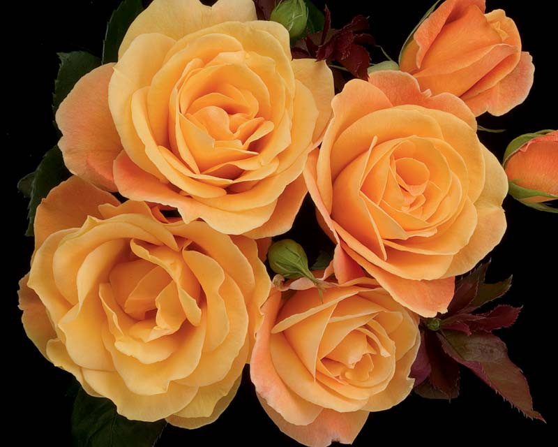 Rosa Strike It Rich (Grandiflora Rose)